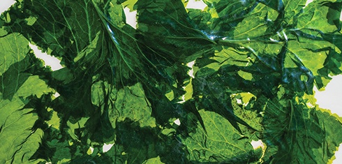 How to Sous Vide: Leafy Vegetables